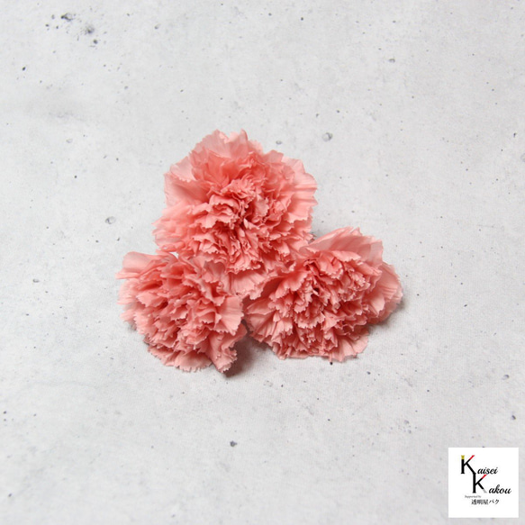 地球農場！永生花「康乃馨天使粉紅4輪」母親節乾燥花花材 第3張的照片