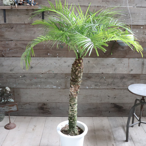 ロベヤシ♡フェニックス・ロベレニー ♡ヤシの木 ♡パームツリー