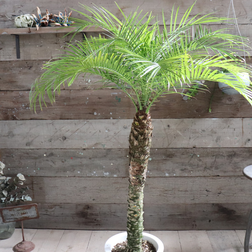 ロベヤシ♡フェニックス・ロベレニー ♡ヤシの木 ♡パームツリー