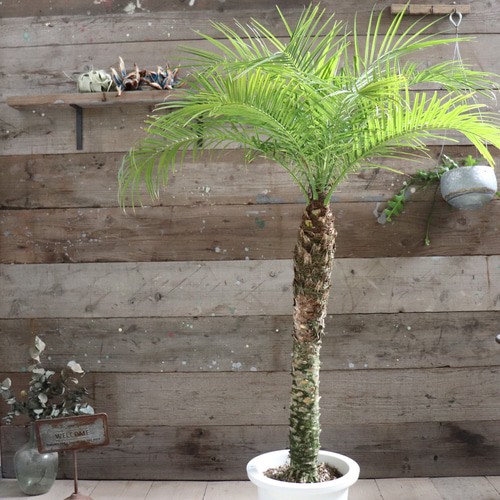 ロベヤシ♡フェニックス・ロベレニー ♡ヤシの木 ♡パームツリー