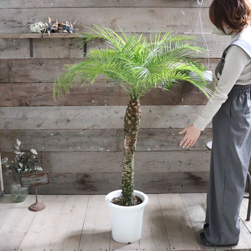 ヤシの木 フェニックス ロベレニー 約130cm 8号 パームツリー
