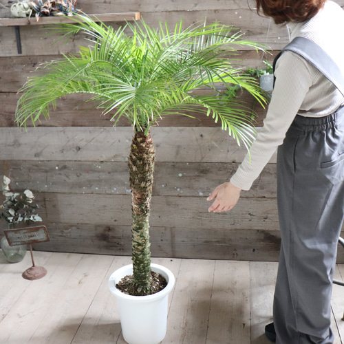 ロベヤシ♡フェニックス・ロベレニー ♡ヤシの木 ♡パームツリー