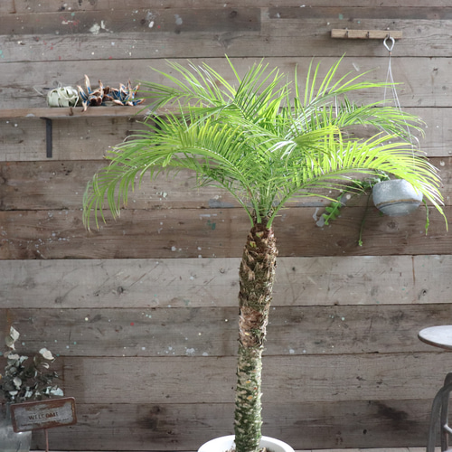 ロベヤシ♡フェニックス・ロベレニー ♡ヤシの木 ♡パームツリー