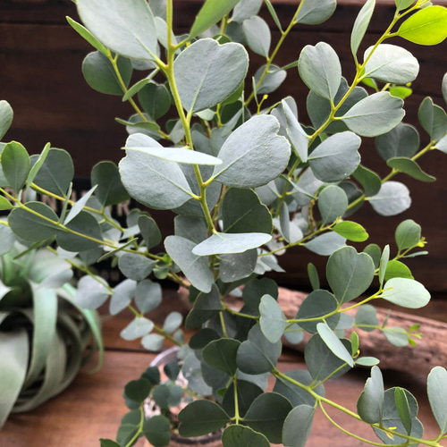 オービフォリア♡ハート型♡ユーカリ♡観葉植物♡ガーデニング