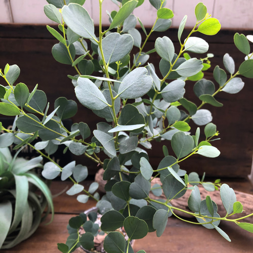 オービフォリア♡ハート型♡ユーカリ♡観葉植物♡ガーデニング