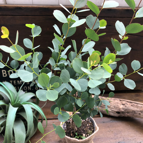 オービフォリア♡ハート型♡ユーカリ♡観葉植物♡ガーデニング