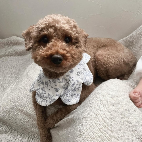 ワンちゃん用スタイ】犬用スタイ スタイ 名入れ刺繍 バースデー