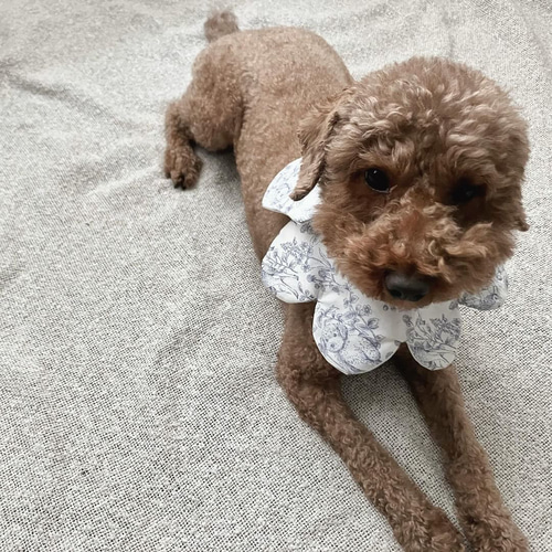 ワンちゃん用スタイ】犬用スタイ スタイ 名入れ刺繍 バースデースタイ