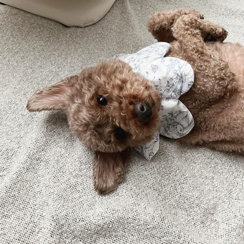 ワンちゃん用スタイ】犬用スタイ スタイ 名入れ刺繍 バースデースタイ