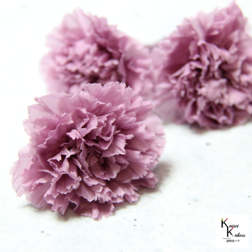 大地農園！ プリザーブドフラワー 「カーネーション グレイッシュ 