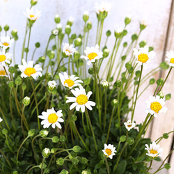 花苗 ブルーデージー フェリシア フレンズ ピュアホワイト 3.5号ポット 多年草 白 多花性 四季咲き 育てやすい 2枚目の画像