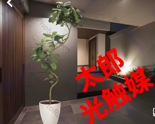 光触媒　人工観葉植物　ウォールグリーン　フェイクグリーン　ツイストアルテシマaj 光触媒 人工観葉植物 ウォールグリーン フェイクグリーン ツイスト