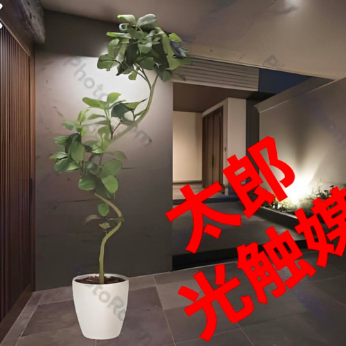 低価格で大人気の 光触媒 人工観葉植物 ウォールグリーン フェイクグリーン フラワー・ガーデニング