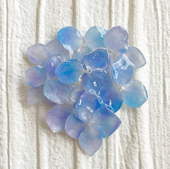 【帯留め　ブローチ選択可】本物　紫陽花　ブルーグラデーション　パールブルー 1枚目の画像