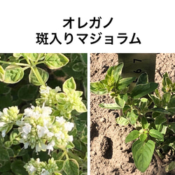 【母の日ギフト】 花苗 ハーブ 4種類 ＊オレガノ タイム ミント 2枚目の画像