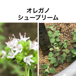 【母の日ギフト】 花苗 ハーブ 4種類 ＊オレガノ タイム ミント 5枚目の画像