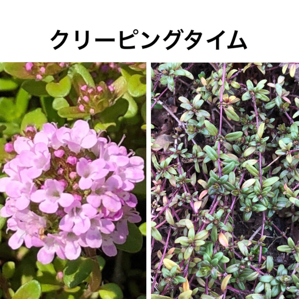 【母の日ギフト】 花苗 ハーブ 4種類 ＊オレガノ タイム ミント 3枚目の画像