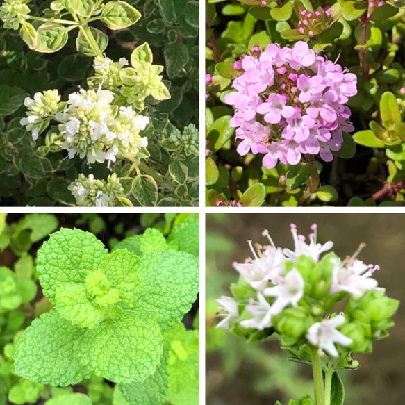 【母の日ギフト】 花苗 ハーブ 4種類 ＊オレガノ タイム ミント 1枚目の画像