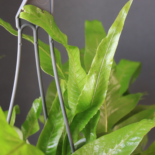 送料無料｜アグラオモルファ・コロナンス｜観葉植物｜インテリア