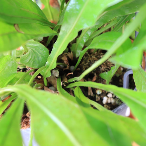 送料無料｜アグラオモルファ・コロナンス｜観葉植物｜インテリア