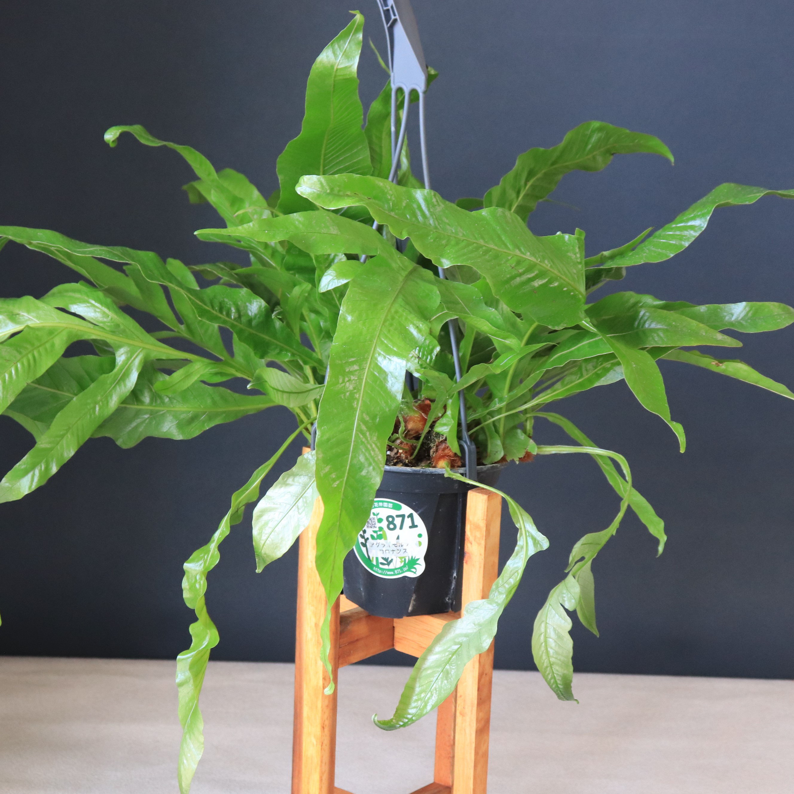新品本物 送料無料｜アグラオモルファ・コロナンス｜観葉植物｜インテリア その他観葉植物