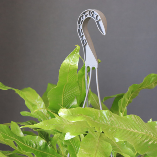 送料無料｜アグラオモルファ・コロナンス｜観葉植物｜インテリア