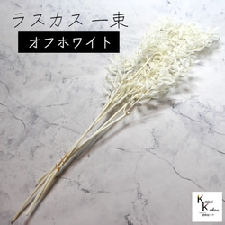 地球農場！永生花「Ruscas Off White 1束」Preza乾燥花花材料裝飾植物標本室 第1張的照片