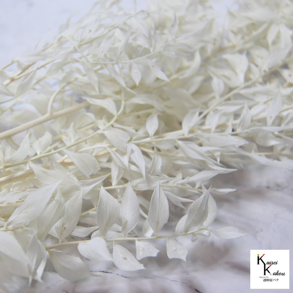 地球農場！永生花「Ruscas Off White 1束」Preza乾燥花花材料裝飾植物標本室 第3張的照片