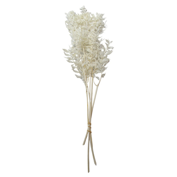 地球農場！永生花「Ruscas Off White 1束」Preza乾燥花花材料裝飾植物標本室 第2張的照片