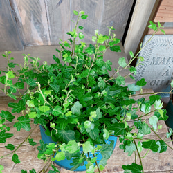 新芽もりもり♡【ダックフットアイビー】可愛い葉っぱのミニ観葉植物！素敵な青系ブリキ鉢！アイビーヘデラ 5枚目の画像