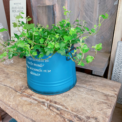 新芽もりもり♡【ダックフットアイビー】可愛い葉っぱのミニ観葉植物！素敵な青系ブリキ鉢！アイビーヘデラ 7枚目の画像