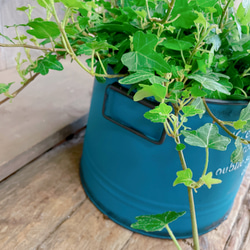 新芽もりもり♡【ダックフットアイビー】可愛い葉っぱのミニ観葉植物！素敵な青系ブリキ鉢！アイビーヘデラ 6枚目の画像