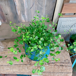 新芽もりもり♡【ダックフットアイビー】可愛い葉っぱのミニ観葉植物！素敵な青系ブリキ鉢！アイビーヘデラ 11枚目の画像