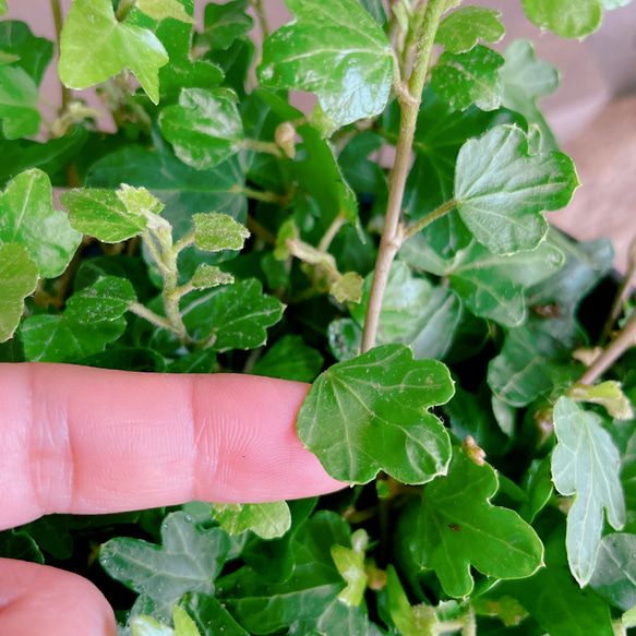 新芽もりもり♡【ダックフットアイビー】可愛い葉っぱのミニ観葉植物！素敵な青系ブリキ鉢！アイビーヘデラ 8枚目の画像