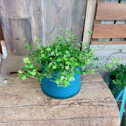 新芽もりもり♡【ダックフットアイビー】可愛い葉っぱのミニ観葉植物！素敵な青系ブリキ鉢！アイビーヘデラ 1枚目の画像