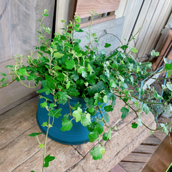 新芽もりもり♡【ダックフットアイビー】可愛い葉っぱのミニ観葉植物！素敵な青系ブリキ鉢！アイビーヘデラ 2枚目の画像