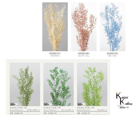 地球農場！永生花「Ruscas 淡藍色 1 束」Preza 乾燥花材料裝飾植物標本室 第4張的照片