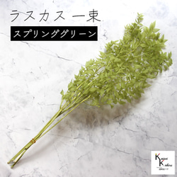 地球農場！永生花「魯斯卡斯春綠1束」Preza乾燥花花材裝飾植物標本室 第1張的照片