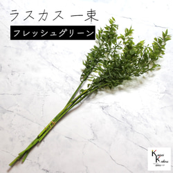 地球農場！永生花「Ruscas鮮綠1束」Preza乾燥花花材裝飾植物標本室 第1張的照片