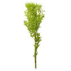 地球農場！永生花「Ruscas 檸檬綠 1 束」Preza 乾燥花花材料裝飾植物標本室 第2張的照片