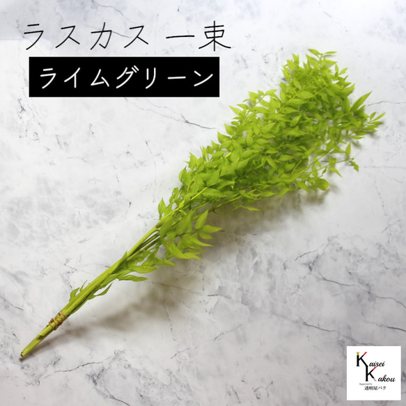 地球農場！永生花「Ruscas 檸檬綠 1 束」Preza 乾燥花花材料裝飾植物標本室 第1張的照片