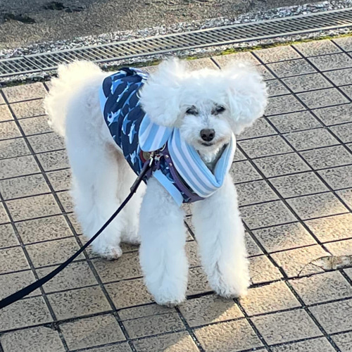 ハンドメイド犬服 接触冷感ニット シンプルタンクトップ サメの遊泳2色