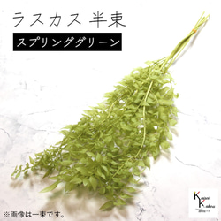 地球農場！永生花「魯斯卡斯春綠半束」Preza 乾燥花花材裝飾植物標本室 第1張的照片