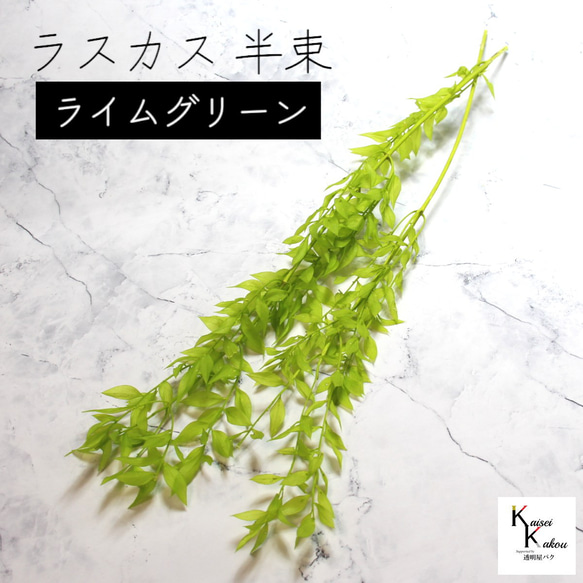 地球農場！永生花「Ruscas 石灰綠半束」Preza 乾燥花花材料裝飾植物標本室 第1張的照片