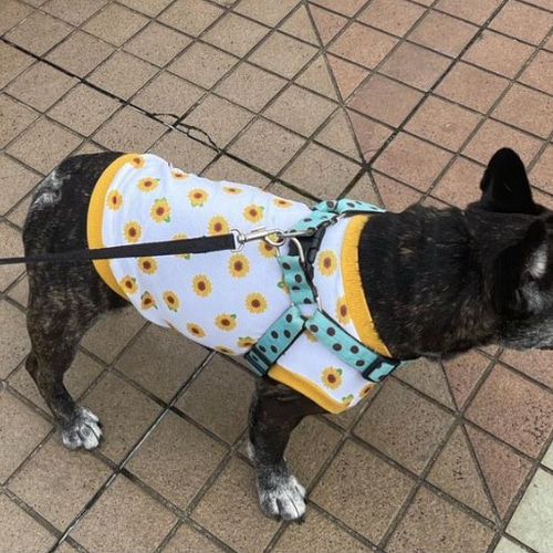 はっぴーDOG 犬 服 犬服 いぬ 犬の服 着せやすい タンクトップ