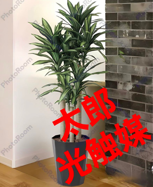 光触媒 人工観葉植物 ウォールグリーン フェイクグリーン 幸福の木マッサン