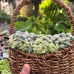 笠間焼人気作家 阿部誠さんとSedamnコラボ寄せ植え!!「急須にハオ寄せ