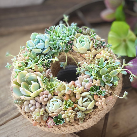 澄んだリース』寄せ植えセット 多肉植物 多肉寄せ植え 多肉植物 はっぺ