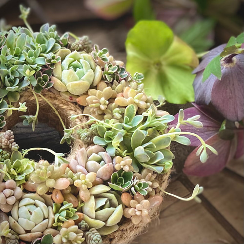 澄んだリース』寄せ植えセット 多肉植物 多肉寄せ植え 多肉植物