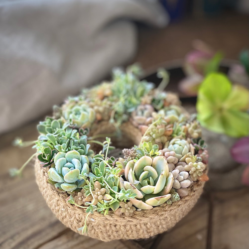 澄んだリース』寄せ植えセット 多肉植物 多肉寄せ植え 多肉植物 はっぺ